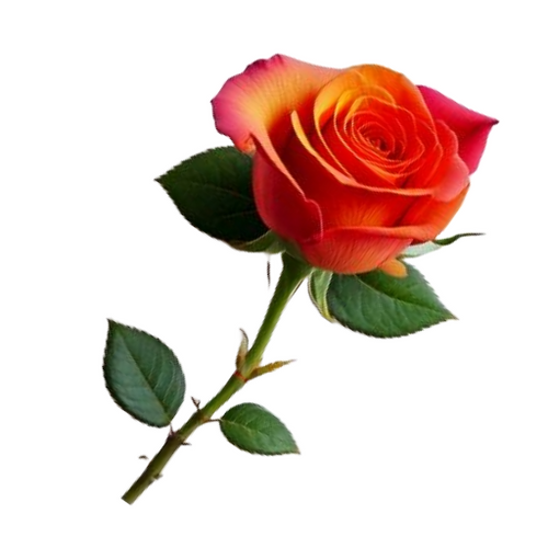 Image of a red rose with a green thorny stem